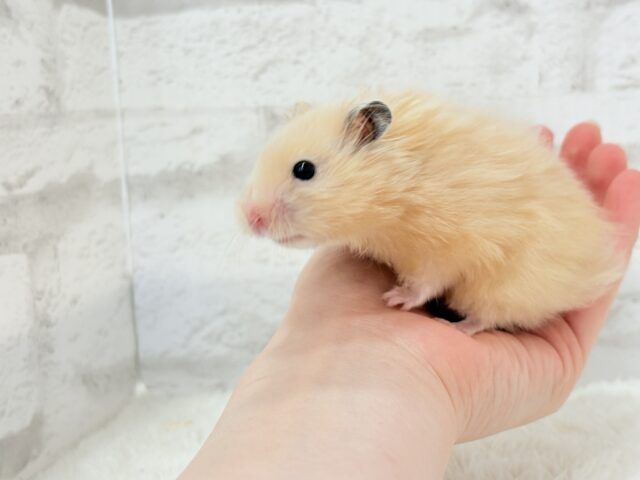 ゴールデンハムスター