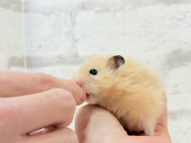 ゴールデンハムスター