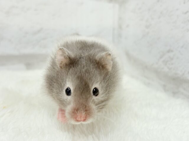ゴールデンハムスター