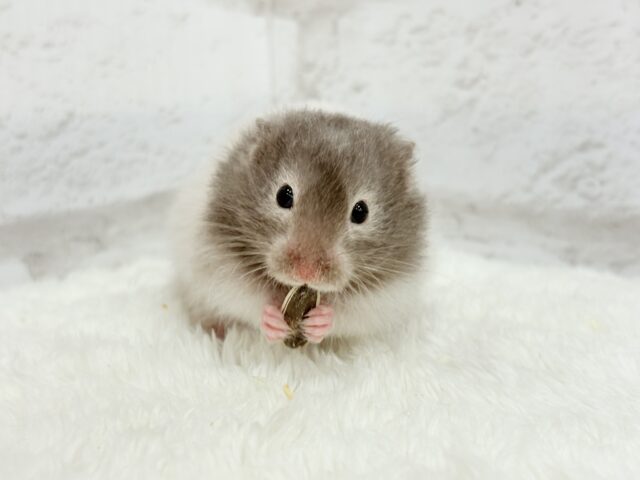 ゴールデンハムスター