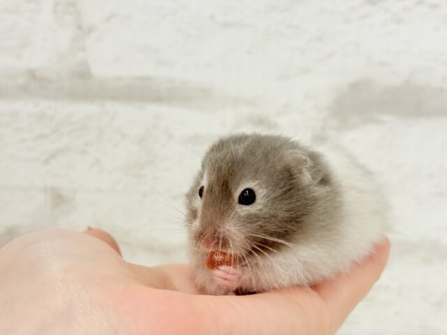 ゴールデンハムスター