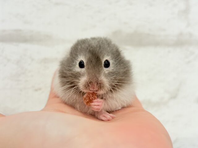 ゴールデンハムスター