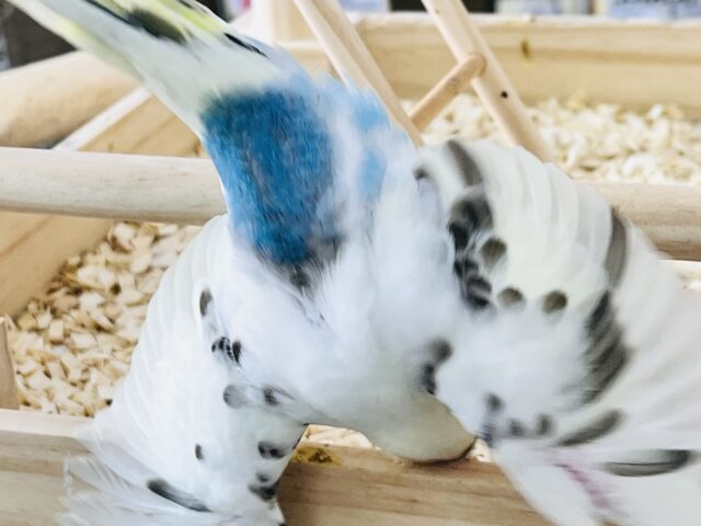 セキセイインコ