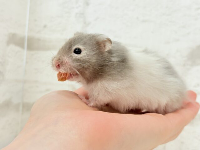 ゴールデンハムスター