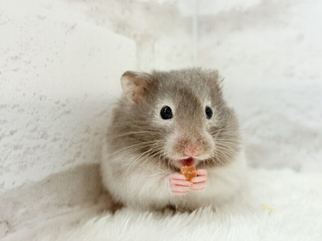 ゴールデンハムスター