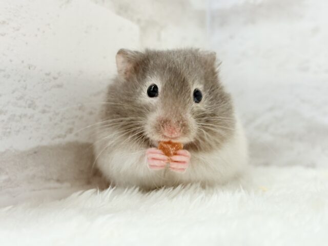 ゴールデンハムスター