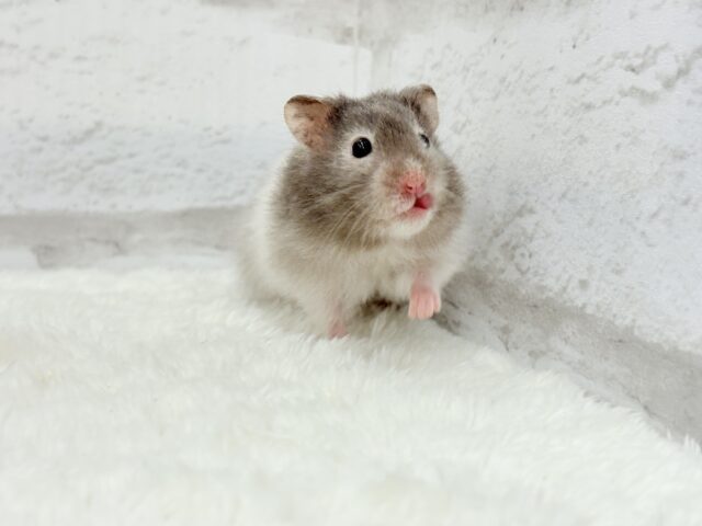 ゴールデンハムスター