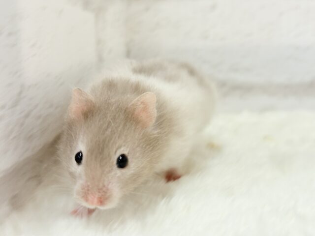 ゴールデンハムスター