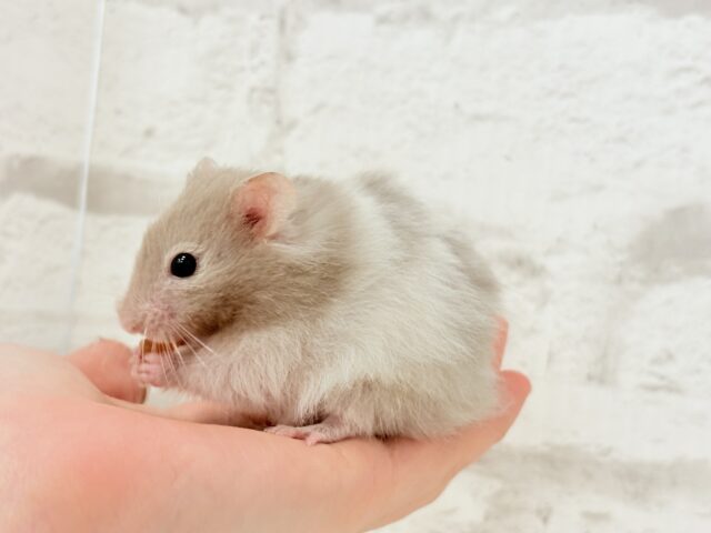 ゴールデンハムスター