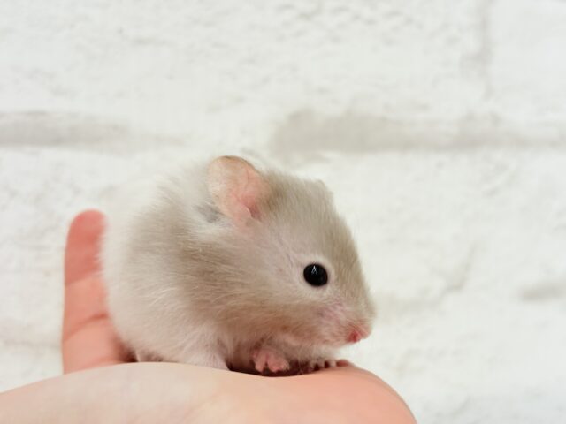 ゴールデンハムスター