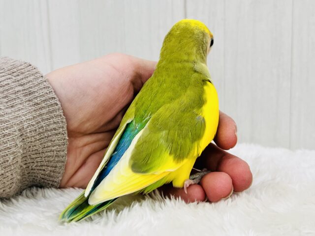 コザクラインコ（小桜インコ）