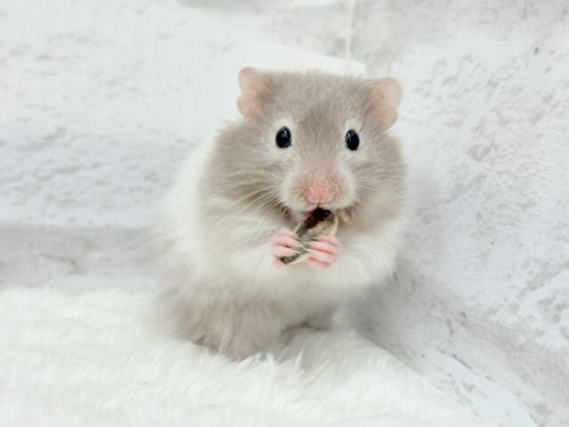 ゴールデンハムスター