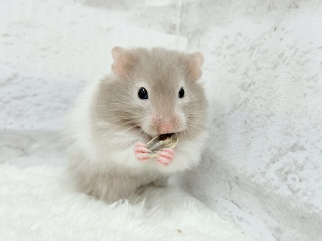 ゴールデンハムスター