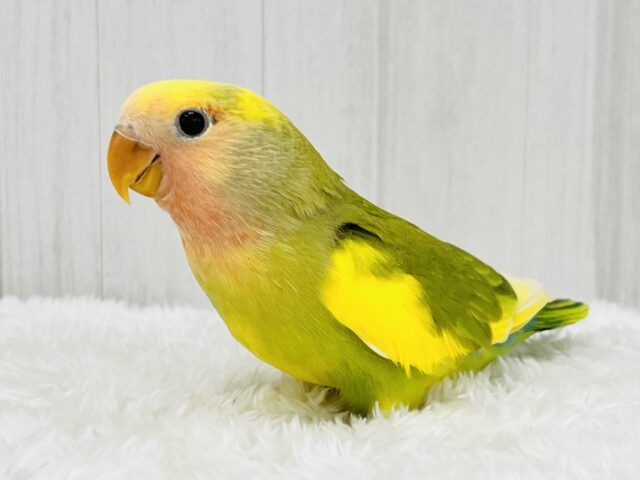 コザクラインコ（小桜インコ）