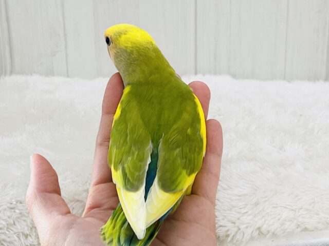 コザクラインコ（小桜インコ）
