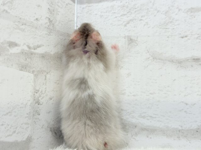 ゴールデンハムスター