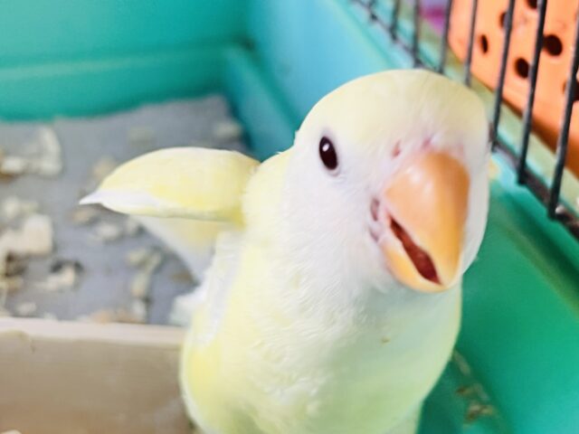 コザクラインコ（小桜インコ）