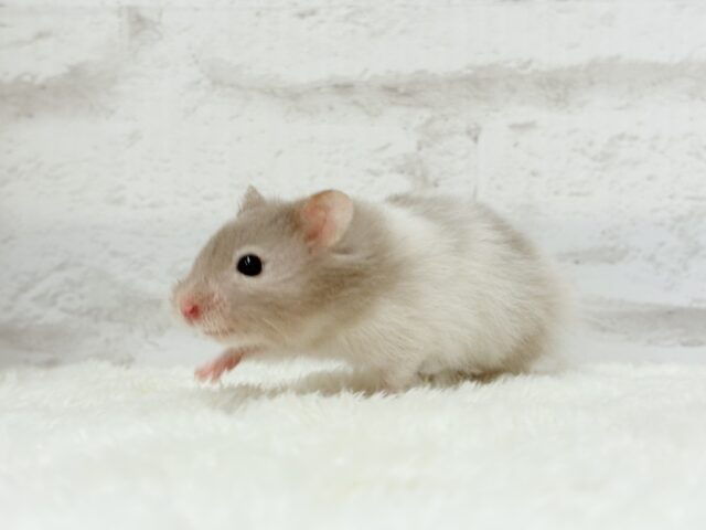 ゴールデンハムスター