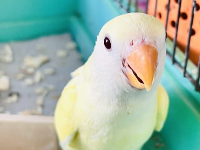 コザクラインコ（小桜インコ）