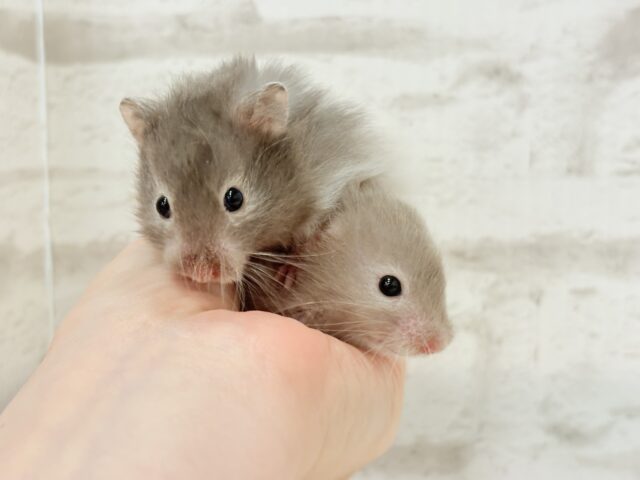 ゴールデンハムスター