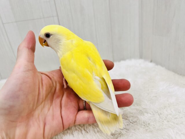 コザクラインコ（小桜インコ）