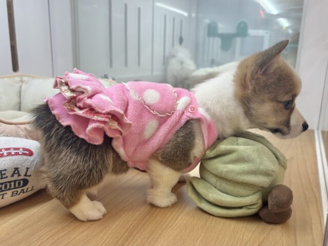 ウェルシュコーギー・ペンブローグ