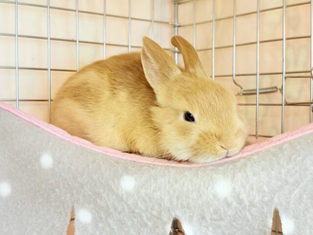 ネザーランドドワーフ