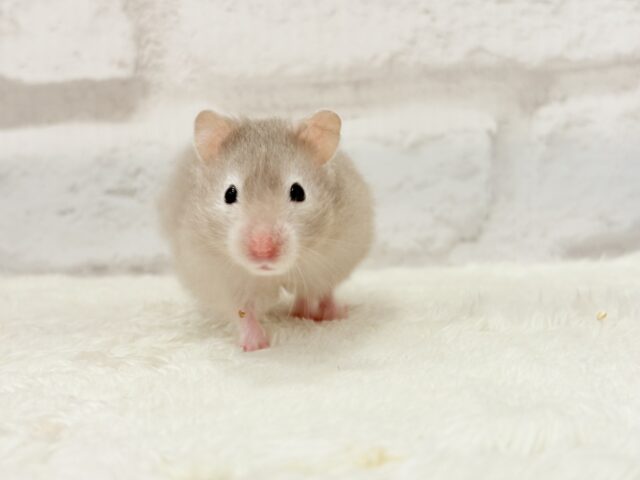 ゴールデンハムスター