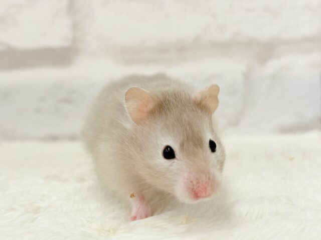 ゴールデンハムスター