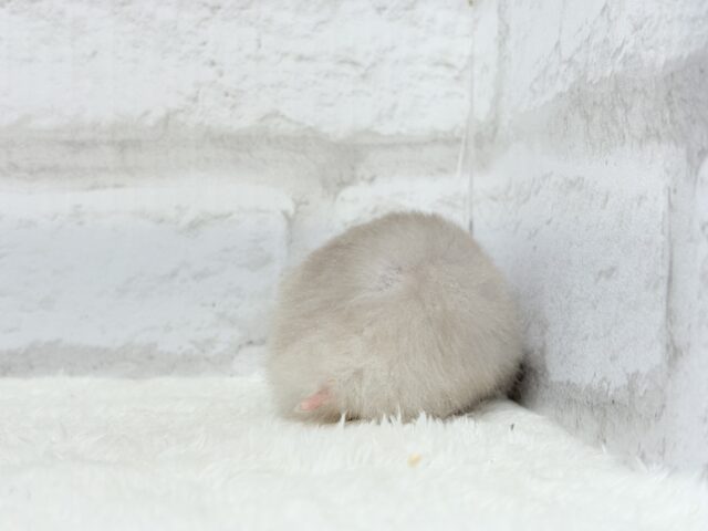 ゴールデンハムスター