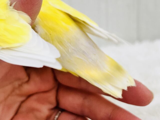 コザクラインコ（小桜インコ）