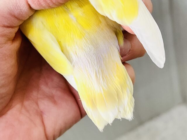コザクラインコ（小桜インコ）