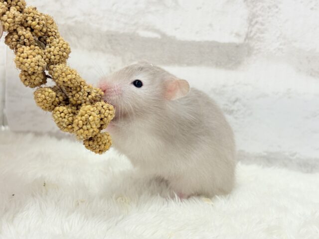 ゴールデンハムスター