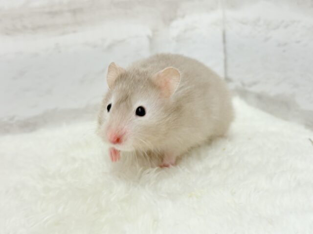 ゴールデンハムスター