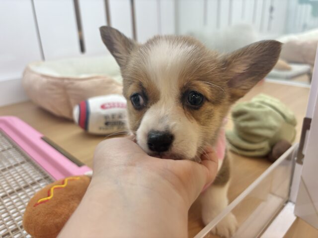 ウェルシュコーギー・ペンブローグ