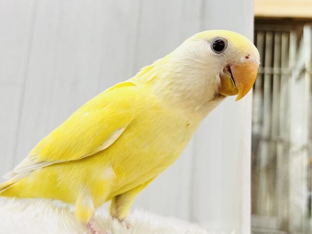 コザクラインコ（小桜インコ）