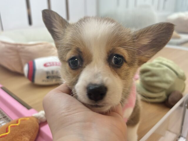 ウェルシュコーギー・ペンブローグ