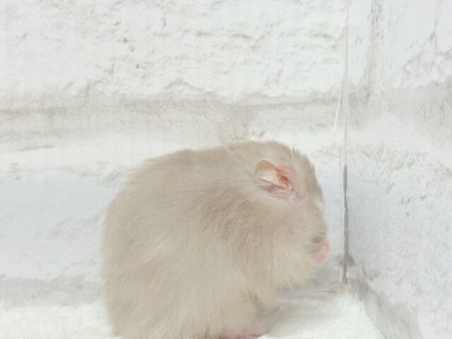 ゴールデンハムスター