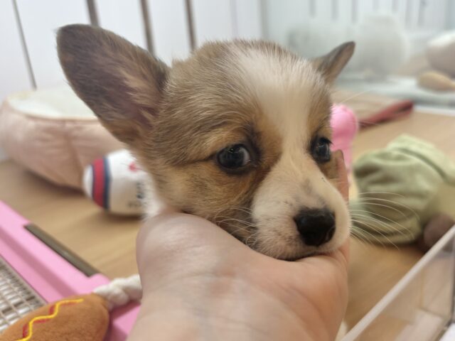 ウェルシュコーギー・ペンブローグ