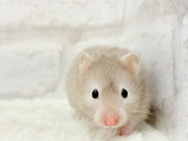 ゴールデンハムスター