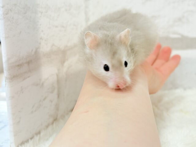 ゴールデンハムスター