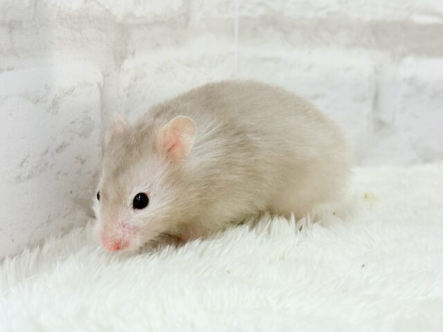 ゴールデンハムスター