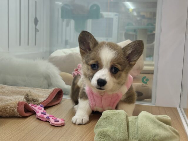 ウェルシュコーギー・ペンブローグ