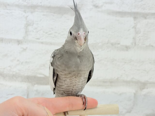 オカメインコ
