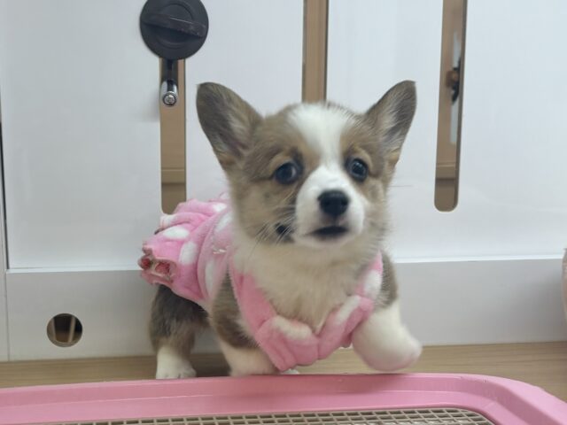 ウェルシュコーギー・ペンブローグ