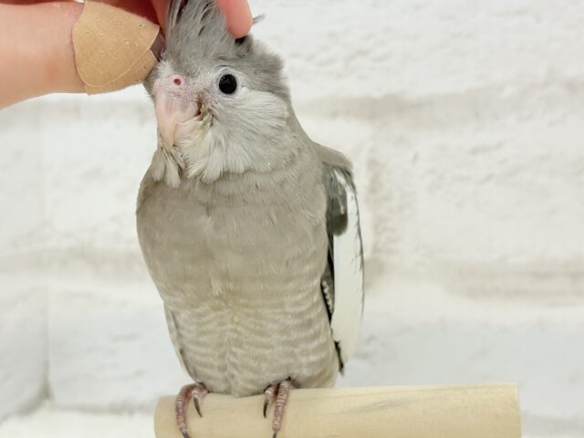 オカメインコ