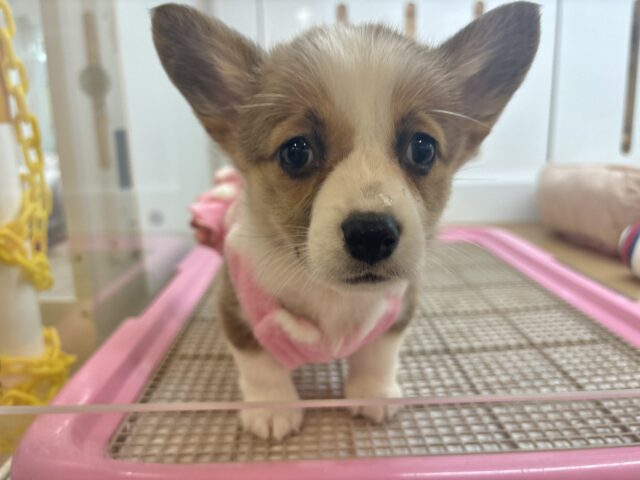 ウェルシュコーギー・ペンブローグ