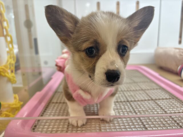 ウェルシュコーギー・ペンブローグ