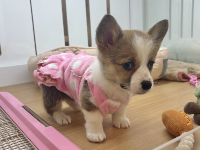 ウェルシュコーギー・ペンブローグ