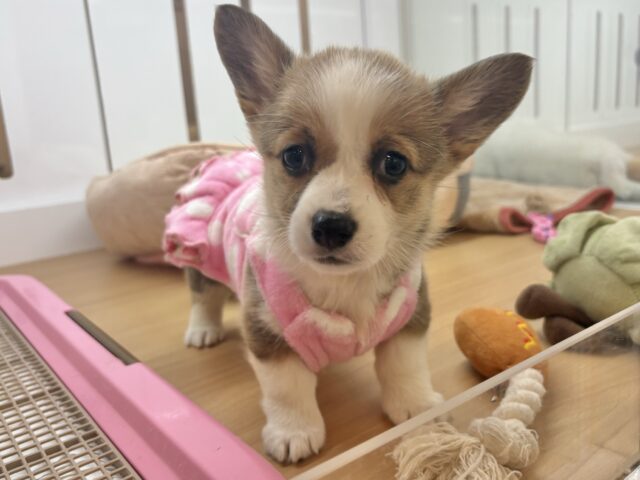 ウェルシュコーギー・ペンブローグ